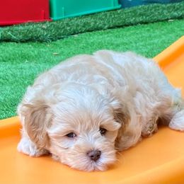 Australian Labradoodle Puppies from Charlotte Labradoodles