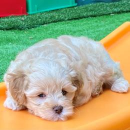 Australian Labradoodle Puppies from Charlotte Labradoodles