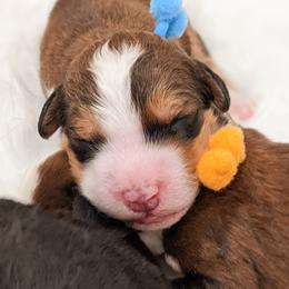 Bernedoodle, Goldendoodle, and Poodle Puppies from Teddy Doodles & Standard Poodles