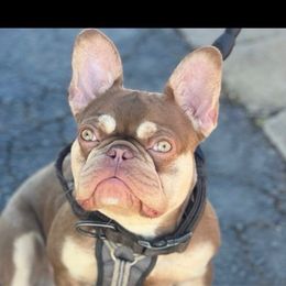 Aegon - French Bulldog