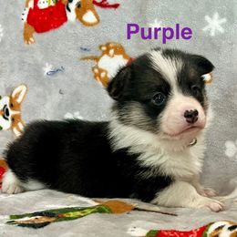 PURPLE Girl - Black and tan female Pembroke Welsh Corgi puppy in Acampo, California from Rees Corgis