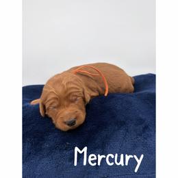Mercury - Red  female Goldendoodle puppy in Smithfield, Kentucky from KBK9 Kennels