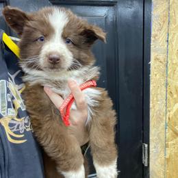 Red collar - Panda male German Shepherd puppy in Pelham, North Carolina from P & P Shepherds
