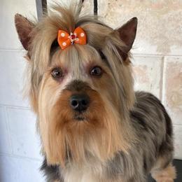 Kahlua - Yorkshire Terrier
