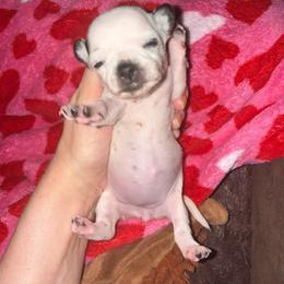 AKC Girl 3 - Black and white female Chihuahua puppy in Anoka, Minnesota from Anoka County MN AKC Chihuahuas