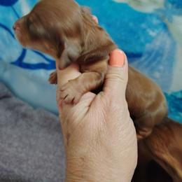Boy 4 - Red male Dachshund puppy in Clayton, Indiana from Love Struck Miniature Dachshunds