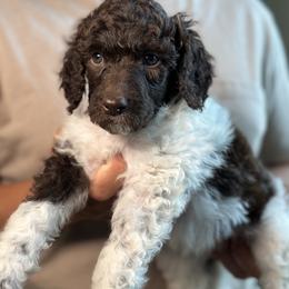 Kimi - Parti female Poodle puppy in Spring Hills, Florida from The Olympus Standard Poodle