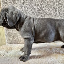 Liam - Blue Neapolitan Mastiff puppy in Canyon, Texas from Mastini Della Forte