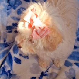 Maltipoo Puppies from Little Cupcakes and Little Pumpkins Maltipoos
