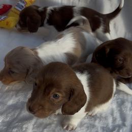 Dachshund puppies from WienerDoxieQuad