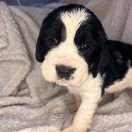A.C. Slater - Black and white male English Springer Spaniel puppy in Swainsboro, Georgia from Sweet Georgia Springers