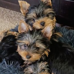 Tony - Blue and gold male Yorkshire Terrier puppy in Potomac, Maryland from Fabiana's Yorkshire Terriers