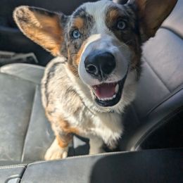 Max - American Corgi