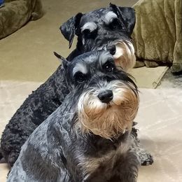 Miniature Schnauzers from Badingham Miniature Schnauzers