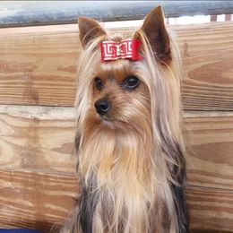 Yorkshire Terrier puppies from Mischief Managed Farm