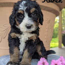 Karen - Tri-color female Bernedoodle puppy in Lancaster, Minnesota from Richardville Hunde