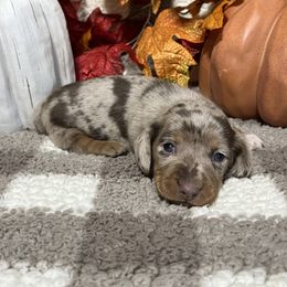 Reba - Dapple female Dachshund puppy in Council Hill, Oklahoma from Rocky Springs Ranch
