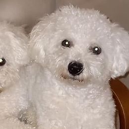 Bichon Frises from Nance Bichon Frise