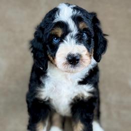 BTM - Black tri-color male Aussiedoodle puppy in Prague, Oklahoma from Classic K9’s  Aussies & Doodles