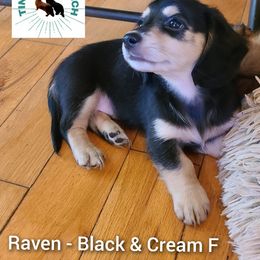 Dachshund Puppies from Tiny Tails Ranch