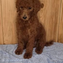 Clifford - Red  male Poodle puppy in Bonifay, Florida from Heavenly Poodles