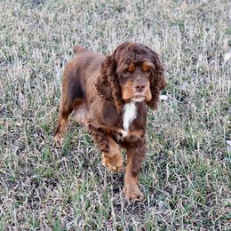 Coco - Cockapoo