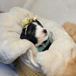 Aussiedoodle puppies from Silverton Doodles