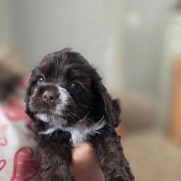 Fletcher - Brown male Cocker Spaniel puppy in Winston Salem, North Carolina from The Hearthstead