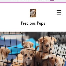 Maltese Puppies from My Precious pups