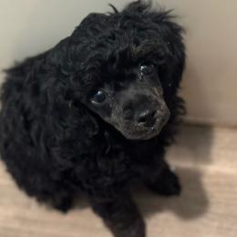 Sabbath - Brindle female Poodle puppy in Arkoma, Oklahoma from Virelle Poodles