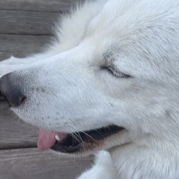 Kilo - Siberian Husky