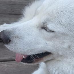 Kilo - Siberian Husky
