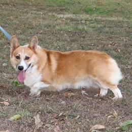 Olaf - Pembroke Welsh Corgi