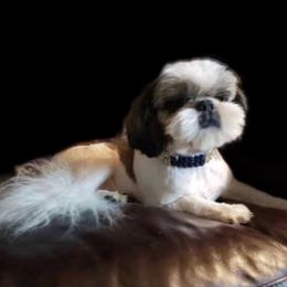 Connor  - Shih Tzu