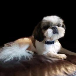 Connor  - Shih Tzu