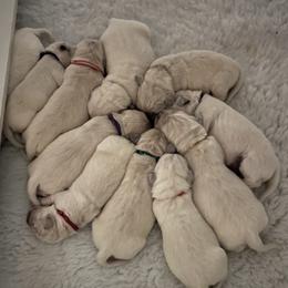 Derby - Light golden male Golden Retriever puppy in Adair, Oklahoma from Rejoice Retrievers