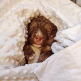 Bernedoodle and Bernese Mountain Dog Puppies from KEE Bernedoodles