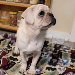 Max - Pug