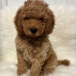 Boy 30 - Apricot male Goldendoodle puppy in West Point, Iowa from Circle A Mini Goldendoodles and Mini Bernedoodles