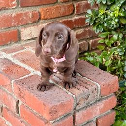 Hazel - Chocolate female Dachshund puppy in Arcadia, California from Cruz Industries - Dachshund Company & French Bulldog Company