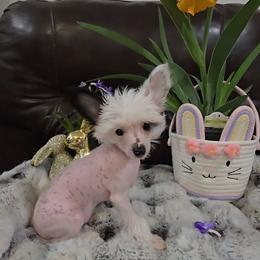 Grant Long Star Angel - White and black male Chinese Crested puppy in Amarillo, Texas from Victoria's Chinese Cresteds Long Star Angels
