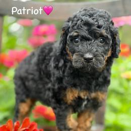 Patriot - Black phantom female Aussiedoodle puppy in Lancaster, Minnesota from Finney Ranch