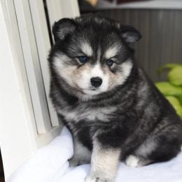 Snickers - Wolf sable male Pomsky puppy in Coos Bay, Oregon from Ocean View Pomskies