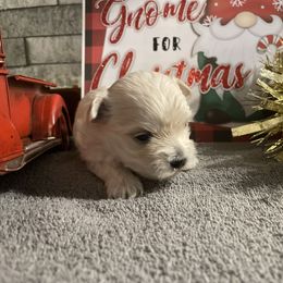 Lulu - White female Morkie puppy in Taylorsville, North Carolina from Mountain Top Hot Tailz