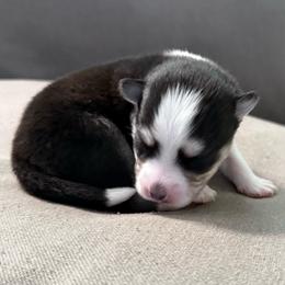 3rd born and female puppy - Black and white female Pomsky puppy in West Sacramento, California from Pinkie's Pomskies