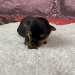 Charlotte - Blue and gold female Yorkshire Terrier puppy in New Hampton, Iowa from JMAK Dreams