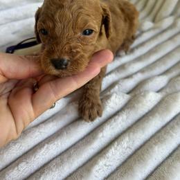 AKC EVELYN - Red  female Poodle puppy in Dallas, Georgia from West Cobb Dogs