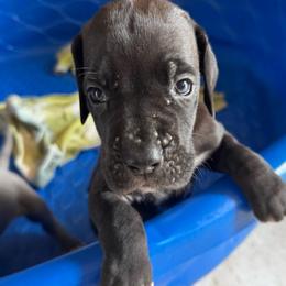 Sloan - Black and white female Great Dane puppy in Wimberley, Texas from Heart of Texas Great Danes