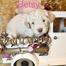 Betsy - Apricot female Goldendoodle puppy in North Branch, Michigan from Graceful Miniature Goldendoodles