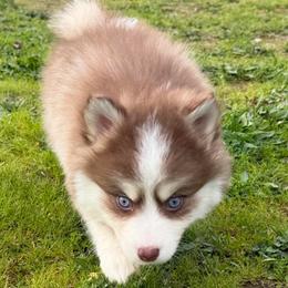 Chowder - Chocolate male Pomsky puppy in Mc Minnville, Oregon from West Coast Pomskies